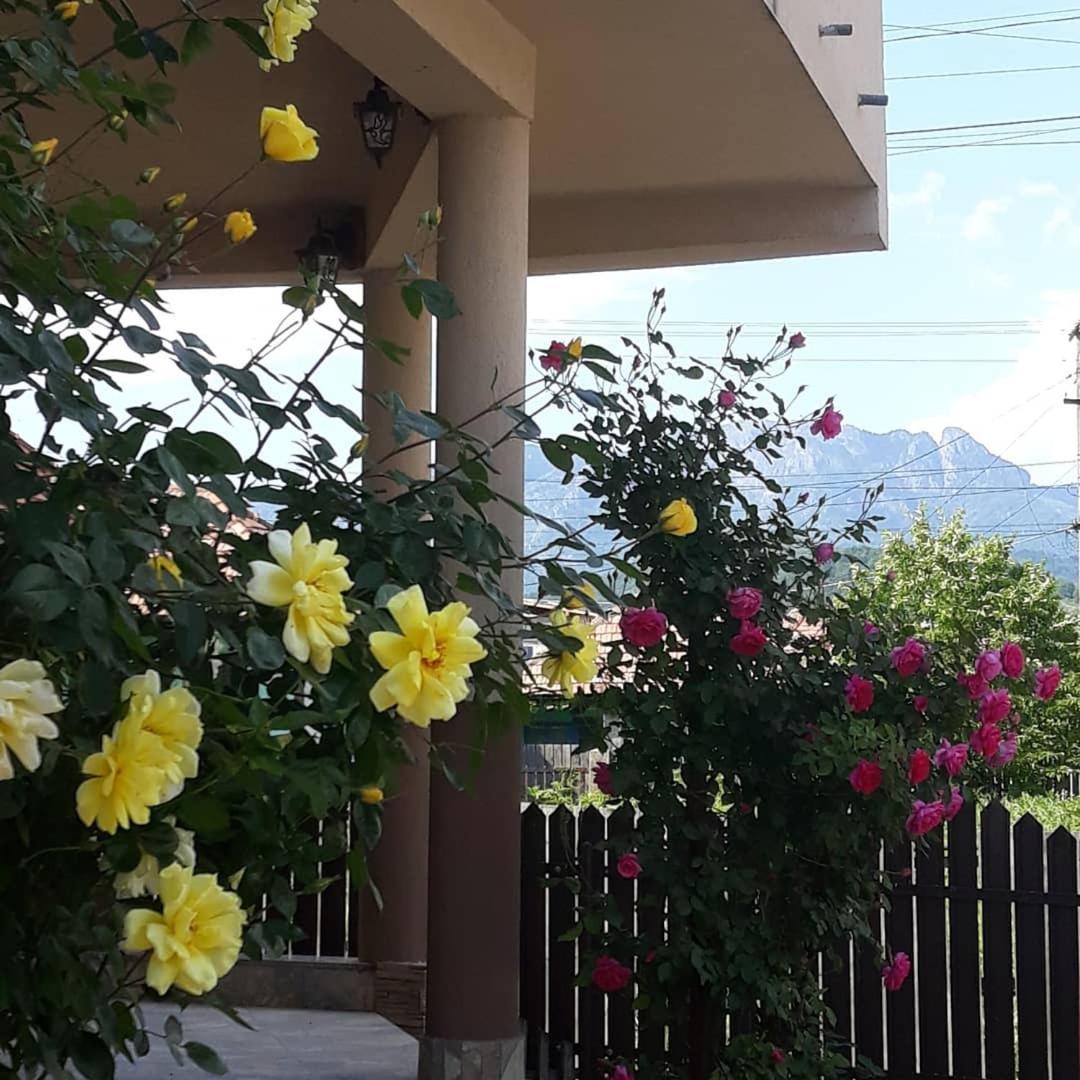 Casa Delia Hotell Călimăneşti Exteriör bild
